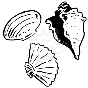 Royalty Free Clipart Image of Seashells