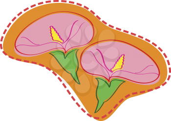 Royalty Free Clipart Image of Lilies