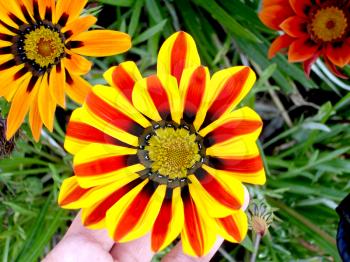Royalty Free Photo of a Striped Daisy and Other Daisy-Type Flowers