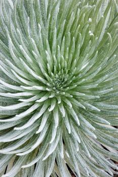 Royalty Free Photo of a Close-up of a Silversword Plant at Haleakala National Park, Maui, Hawaii, USA