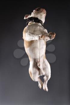 English Bulldog on grey background jumping into the air.