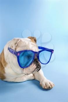 Royalty Free Photo of an English Bulldog Laying Wearing Over-sized Blue Sunglasses