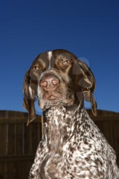 Royalty Free Photo of a German Short-haired Pointer Against a Blue Sky