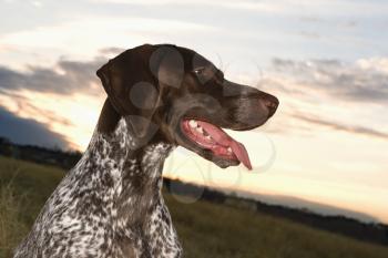 Royalty Free Photo of a German Shorthaired Pointer Sitting in a Field