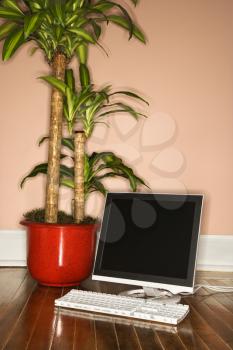 Royalty Free Photo of a Houseplant and Computer on Hardwood Floor