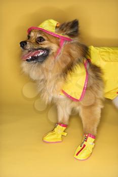 Royalty Free Photo of a Brown Pomeranian Dog Wearing Rain Gear