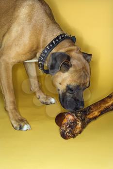 Boxer dog smelling big bone.