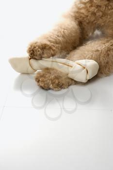Royalty Free Photo of a Golden Doodle Dog Paws Holding a Bone