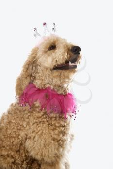 Royalty Free Photo of a Goldendoodle Dog Wearing a Costume