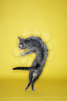 Royalty Free Photo of a Gray Striped Cat Twisting in the Air
