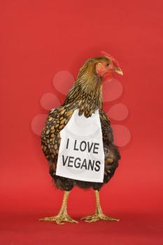 Royalty Free Photo of a Golden Laced Wyandotte Chicken Wearing a Sign Reading I Love Vegans