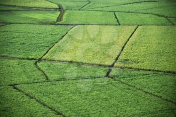 Royalty Free Photo of an Aerial of Sugarcane Crops in Maui, Hawaii