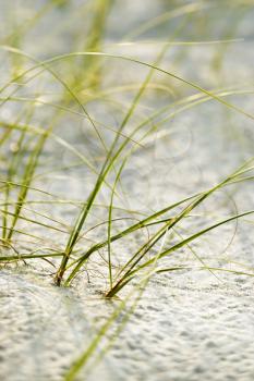 Royalty Free Photo of Beach Grass in Sand on Bald Head Island, North Carolina