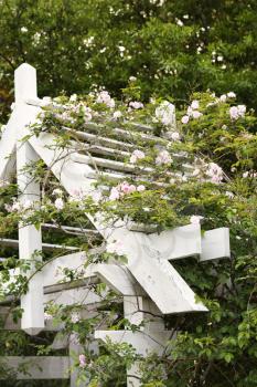 Royalty Free Photo of an Arbor With Blooming Rose Vines