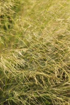 Royalty Free Photo of Long Grass