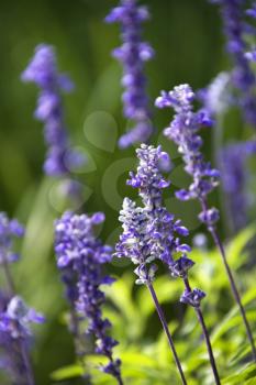 Royalty Free Photo of Lavender Flowers