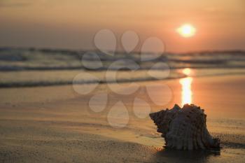 Royalty Free Photo of a Seashell on a Shoreline at Sunset