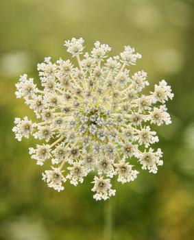Royalty Free Photo of a Close-up of Queen Anne's Lace Growing in Tuscany, Italy