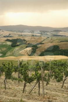 Royalty Free Photo of a Tuscan Vineyard With Rolling Hills in the Distance