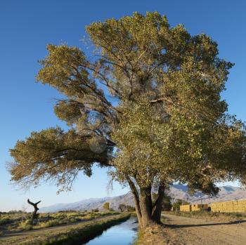 Royalty Free Photo of a Tree by a Creek in a Rural Setting of California