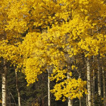 Royalty Free Photo of Aspen Trees in Wyoming