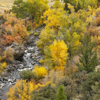 Royalty Free Photo of a High Angle View of a Forest in Fall Color With Rocky Stream Running Through It