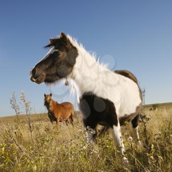 Royalty Free Photo of Falabella Miniature Horse Standing in a Field