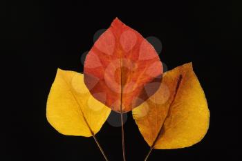 Royalty Free Photo of Bradford Pear Leaves in Fall Color