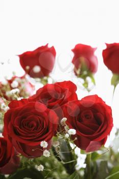 Royalty Free Photo of a Bouquet of Red Roses With Baby's Breath
