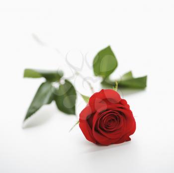 Single long-stemmed red rose against white background.