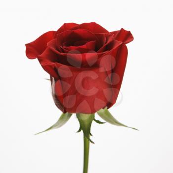 Royalty Free Photo of a Single Long-Stemmed Red Rose