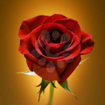 Royalty Free Photo of a Single Long-Stemmed Red Rose
