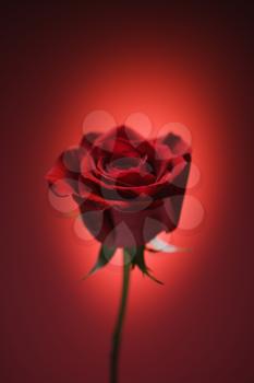 Royalty Free Photo of a Single Long-Stemmed Red Rose Against a Glowing Red Background