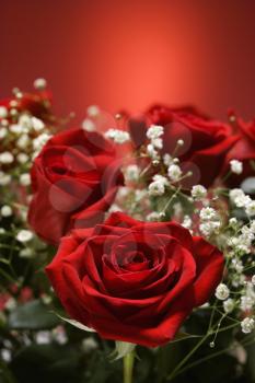 Royalty Free Photo of a Close-up of a Bouquet of Red Roses With Baby's Breath