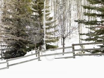 Royalty Free Photo of Snow Covered Colorado Landscape With Trees, Post and Rail Fence