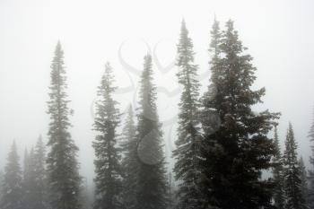 Snow covered pine trees in fog.