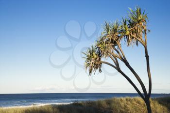 Royalty Free Photo of a Palm Tree on a Beach on Surfers Paradise, Australia