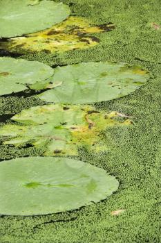 Royalty Free Photo of Water Lily Pads, Australia