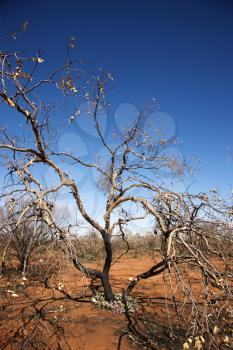 Royalty Free Photo of a Tree Growing in Red Dirt in Rural Australian Outback