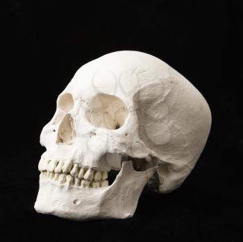 Royalty Free Photo of a Human skull with teeth