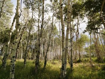 Royalty Free Photo of Tall Aspen Tress Growing in a Forest