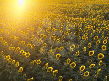 Royalty Free Photo of a Field of Sunflowers With Sunshine