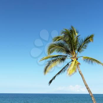 Royalty Free Photo of a Single Palm Tree Blowing in the Breeze With Ocean View in Maui, Hawaii