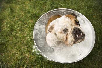 Royalty Free Photo of an English Bulldog Sitting in a Tub of Bath Water Outdoors