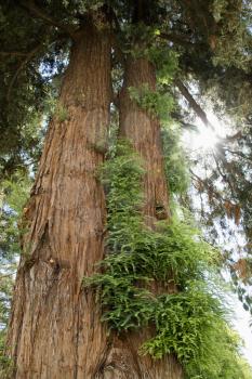 Low angle of a California Redwood Sequoia.
