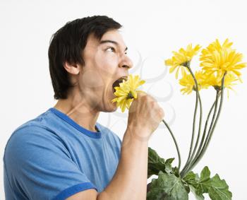 Royalty Free Photo of an Asian Man Eating a Bouquet of Yellow Gerber Daisies 