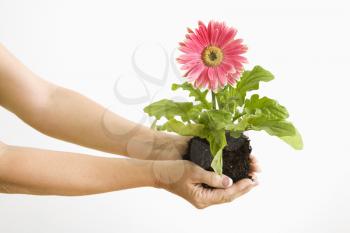 Royalty Free Photo of a Woman Standing Holding a Pink Gerber Daisy Plant