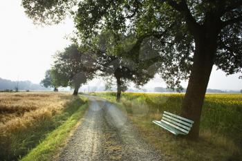 A bench sitting under a tree next to a gravel road. It is beside a field of sunflowers. Horizontal shot.