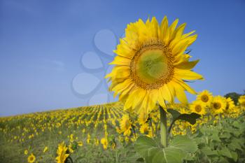 Sunflower field and blue sky in Tuscany, Italy.  One sunflower bloom is rising above the rest in the foreground. Horizontal shot.