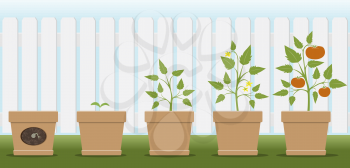 Royalty Free Clipart Image of Tomatoes in Various Stages of Growth